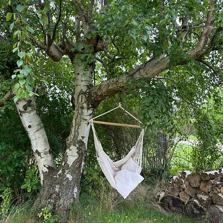 Charming Close To And Forest *