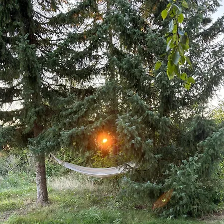 Charming Close To And Forest *